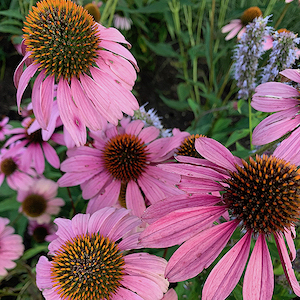 North Country Garden Club of Long Island, Inc