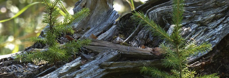 Decomposing log in the forest with young trees growing on it